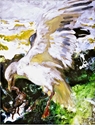 Peeky Toe crab Jamie Wyeth print gull seagull